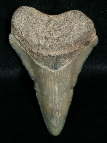 Bargain Megalodon Tooth - Peace River, FL #6370